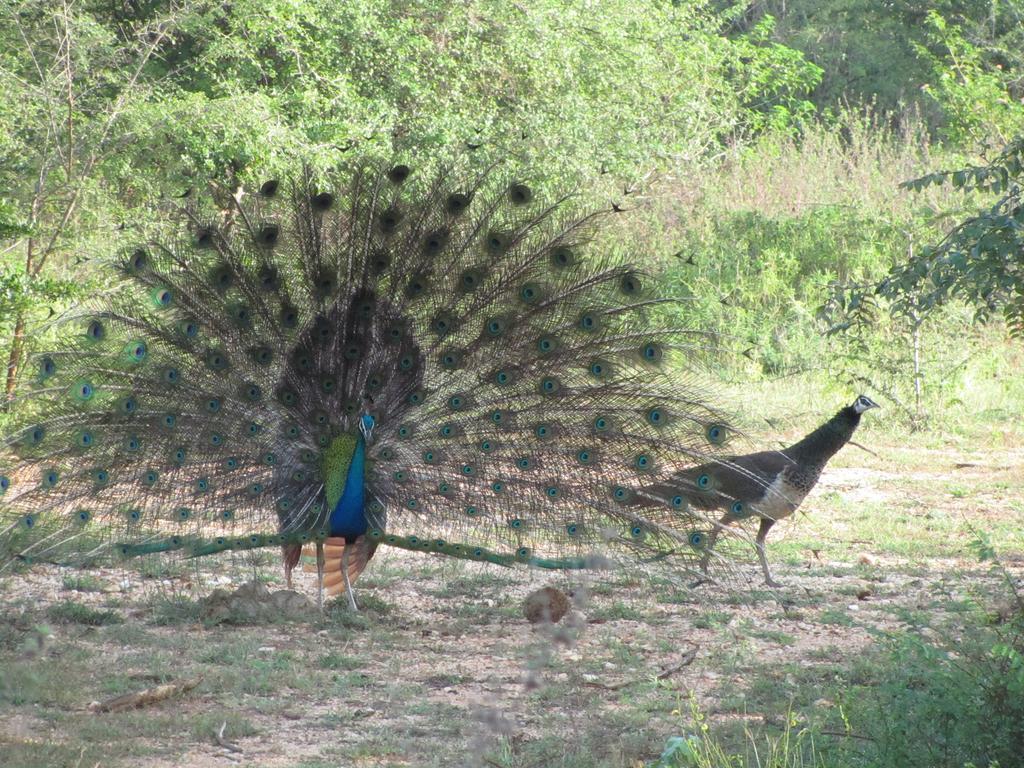 Peacock Land Hotell Tangalle Exteriör bild